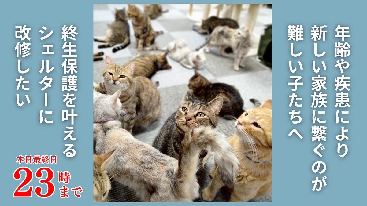 【本日最終日】一匹一匹の猫たちが、安心して、穏やかに、その生涯を全うできる場所を作りたい