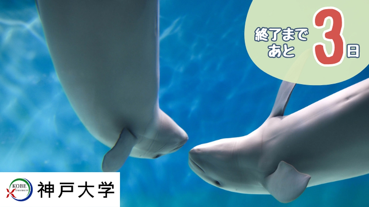 ただいま大阪湾の海の上！目視調査中