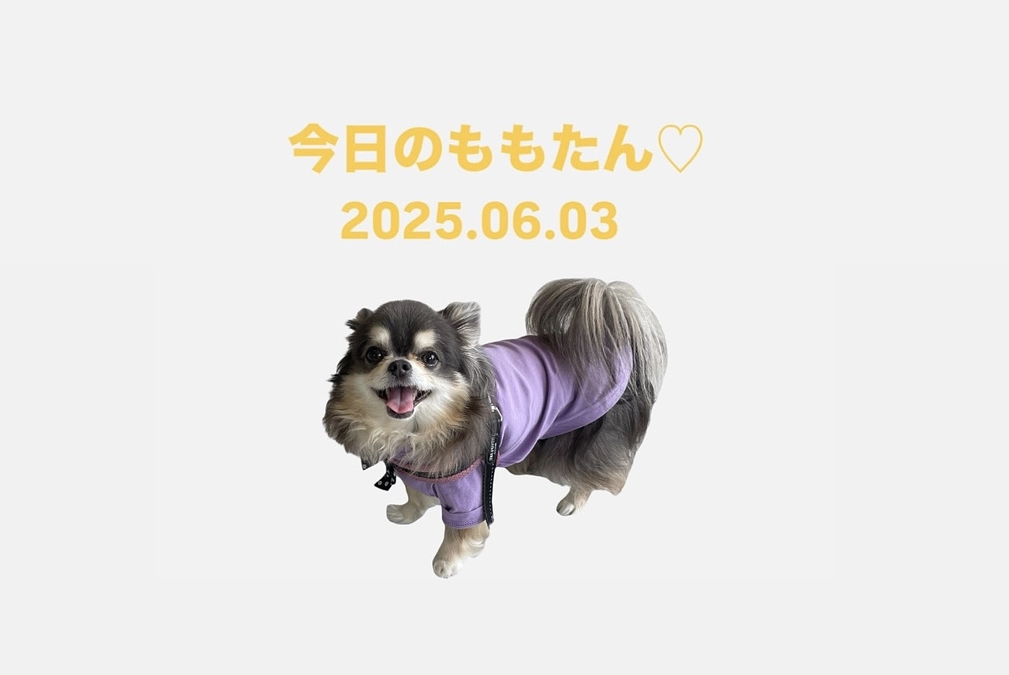今日のももたん♡2025.06.03 ☔️