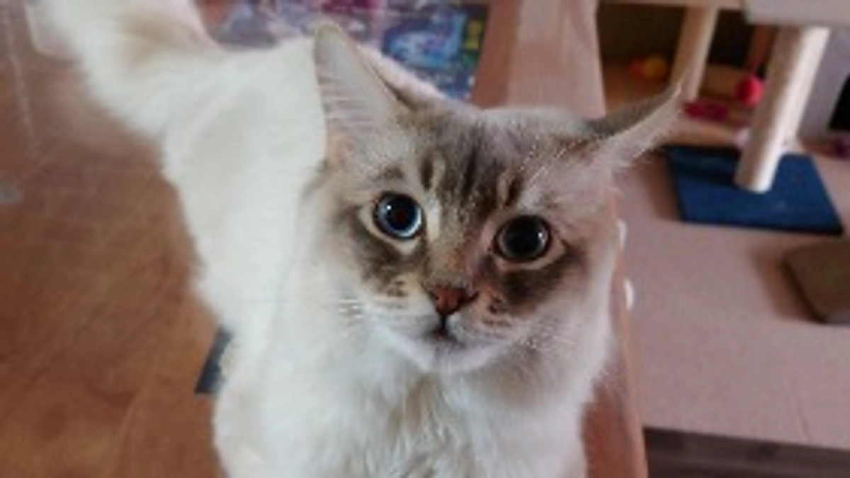 代理支援、反映致しました。