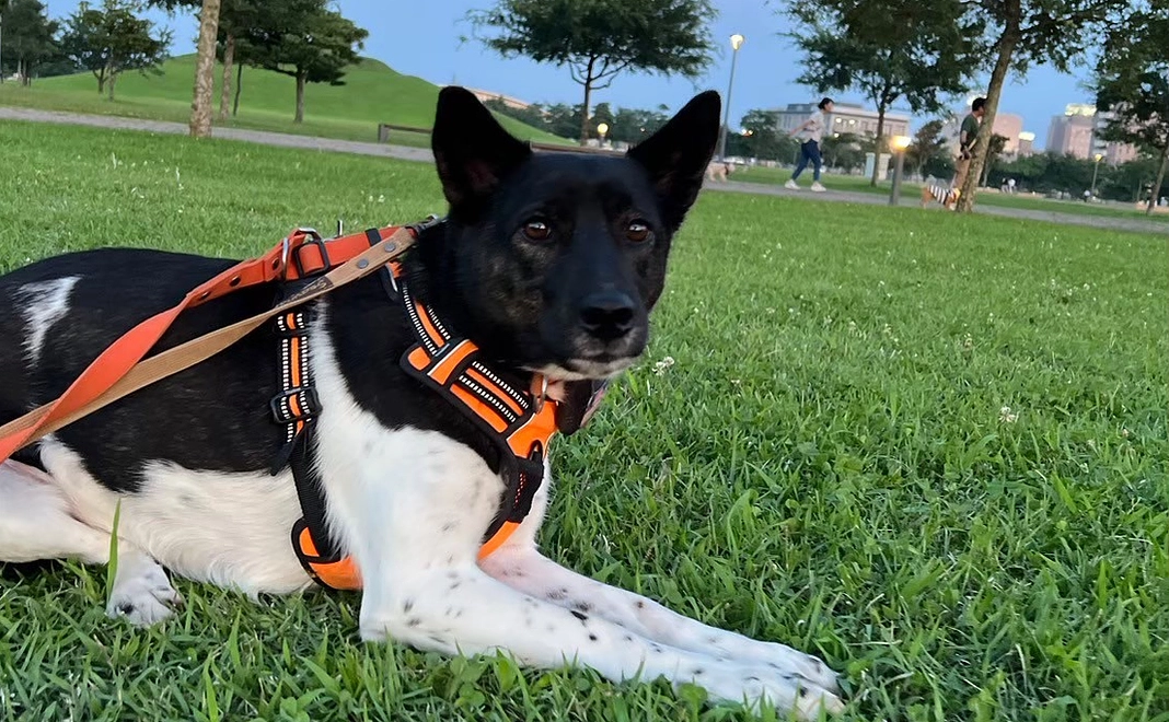 毎月1,000円｜応援コース