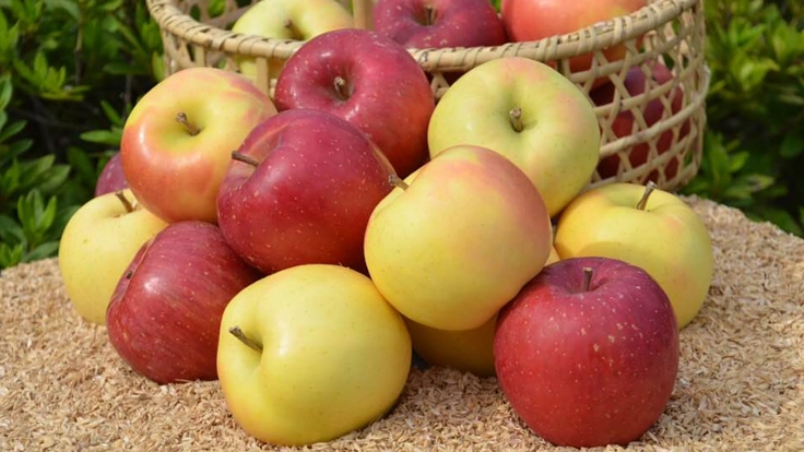 無肥料・減農薬・樹上完熟のもひかん林檎をお届けしたい！