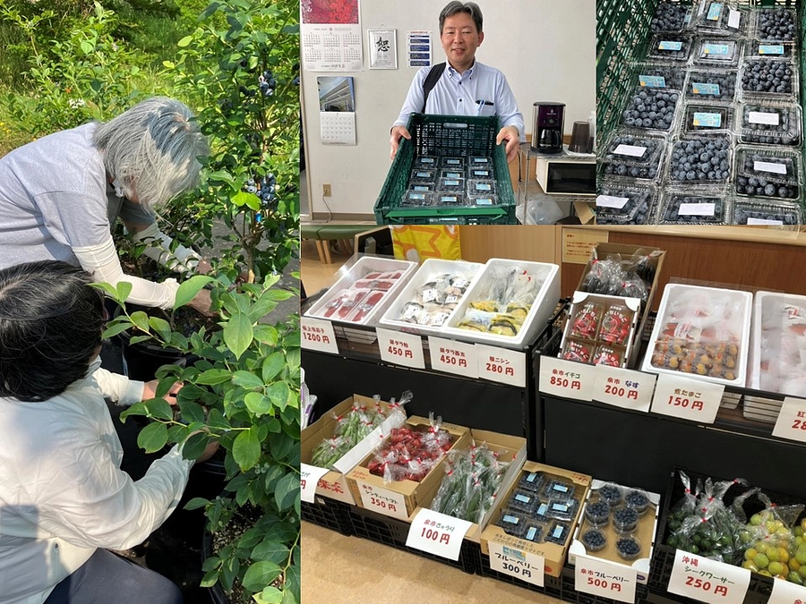 ブルーベリーの収穫が最盛期