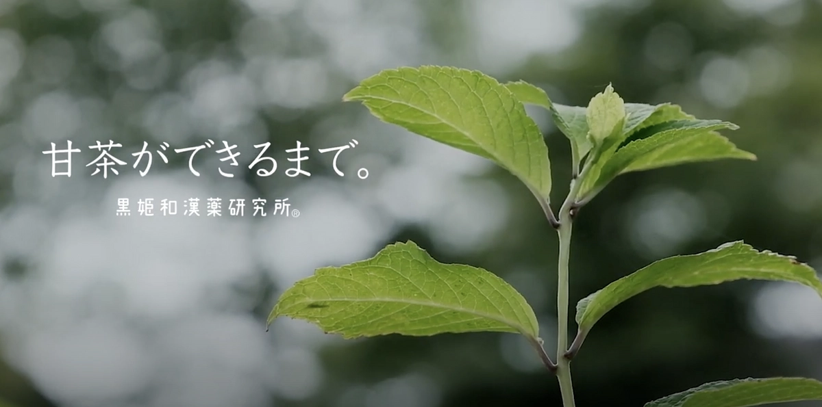 甘茶ができるまでの動画が完成しました！