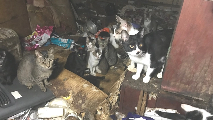 61匹のSOS。多頭飼育崩壊で保護した猫たちを救いたい。