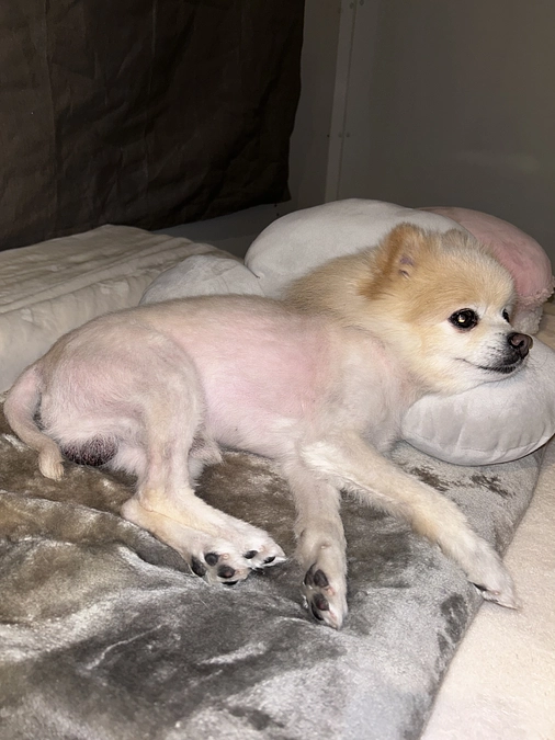 48/59‪ ☆ 新しい枕