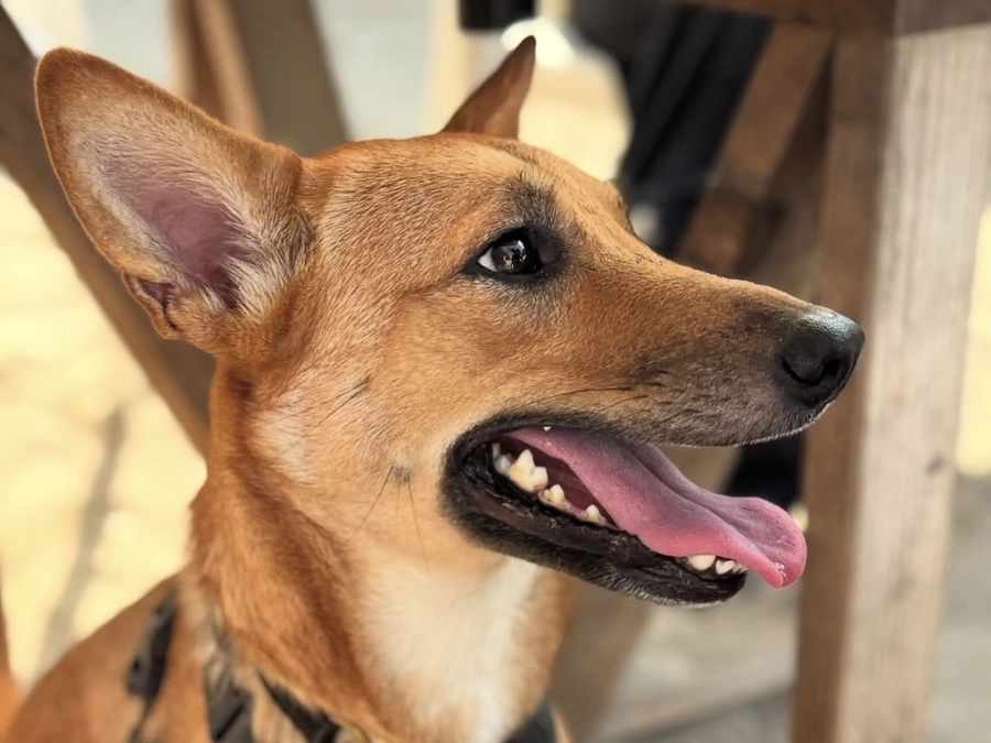 里親さまからのメッセージ　サスケのご家族より