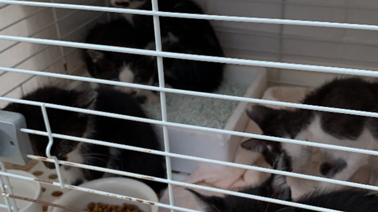 野良猫の保護、治療、手術、譲渡、里親先探し