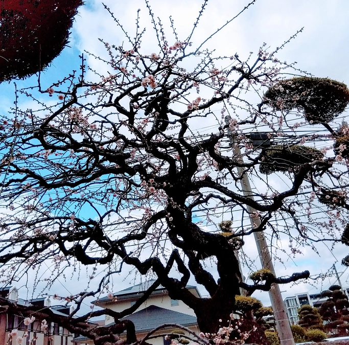 よそさまの梅💞2024