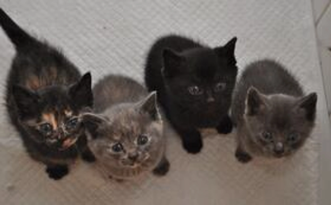 《お気持ちコース》感謝のメール