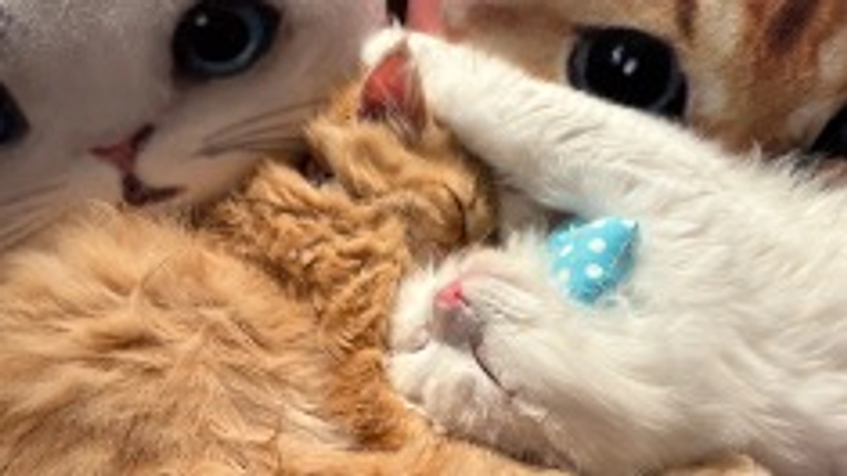 ありがとうございます