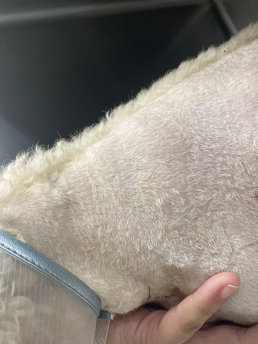 術後6日目。うっすらと毛が…！