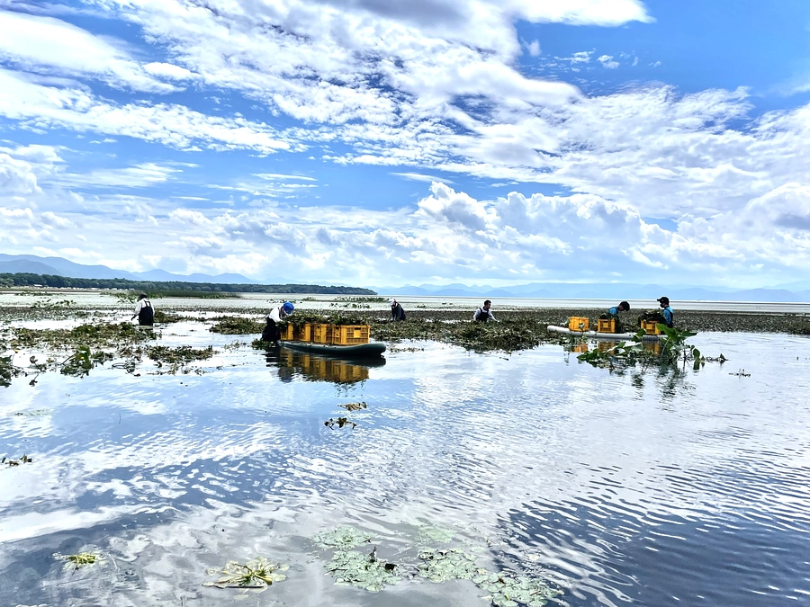 水草回収ボランティア募集のお知らせ！【福島県・猪苗代湖】10月10日（木）開催！