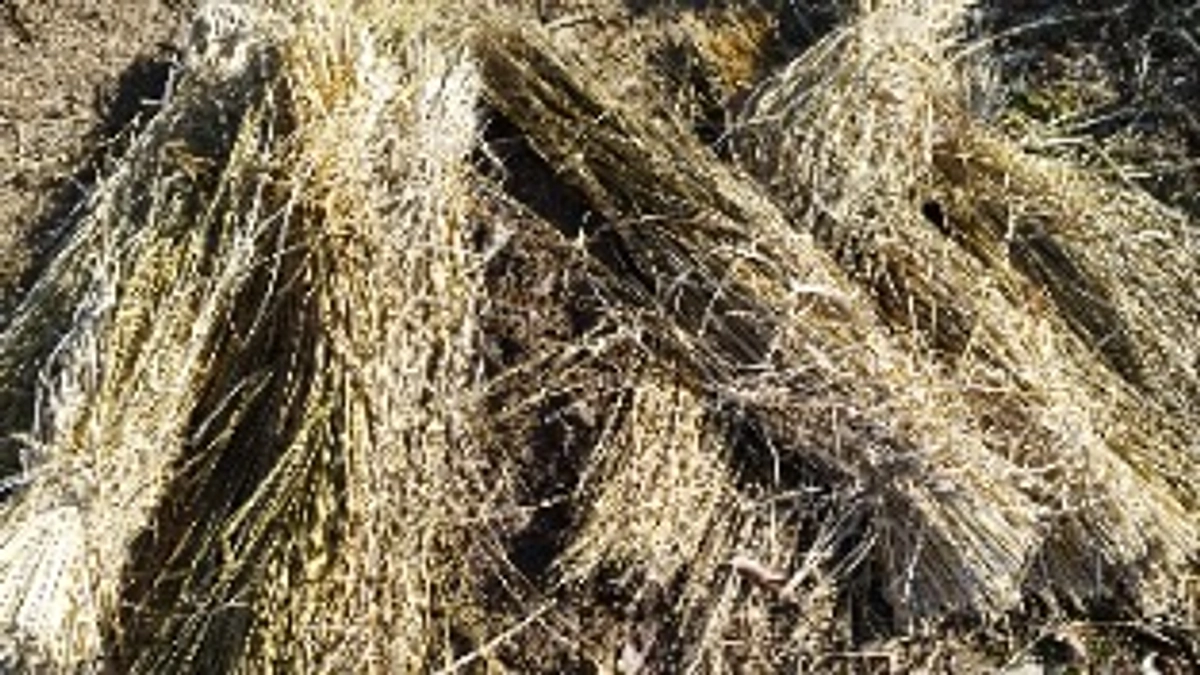 苗木泥棒に盗られました。。。