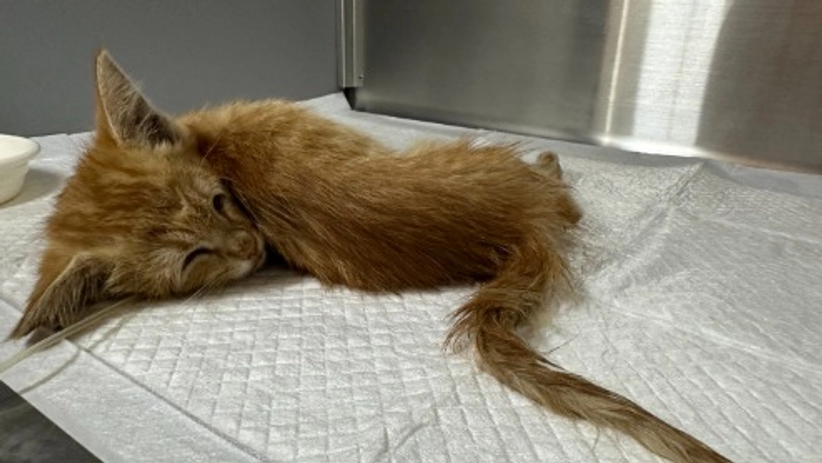 事故で瀕死だった朝顔ちゃん　７月