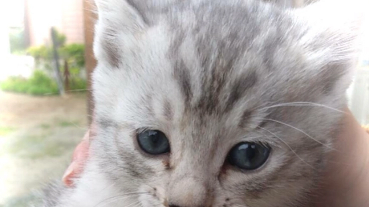 南阿蘇からはじめる地域猫との共生プロジェクト！！