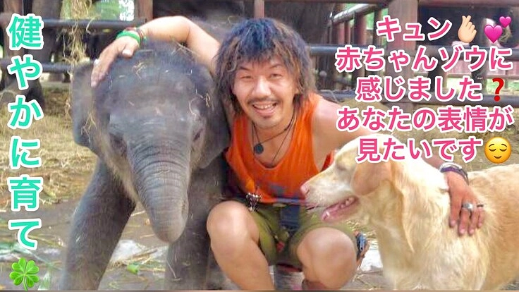 タイのゾウがコロナ禍でピンチ！ゾウの母子に笑顔を取り戻したい！