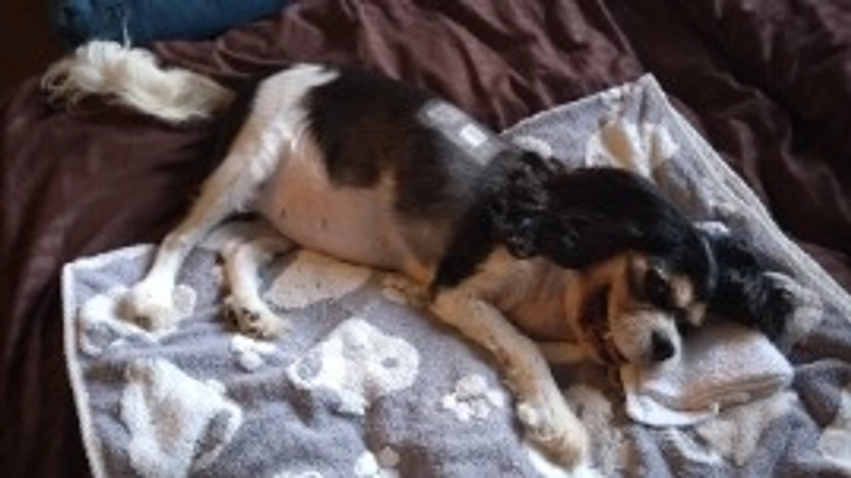 10月18日のハニー