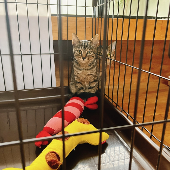 ウイルス検査へ