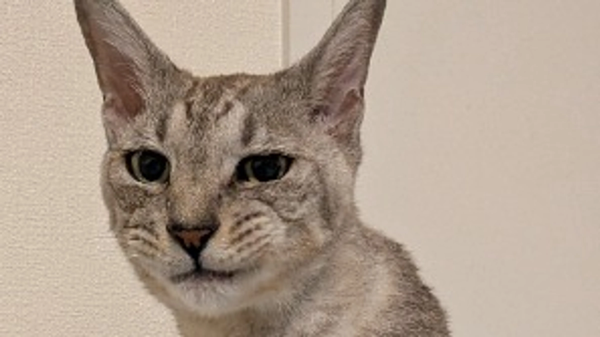 クラファン残り６日．