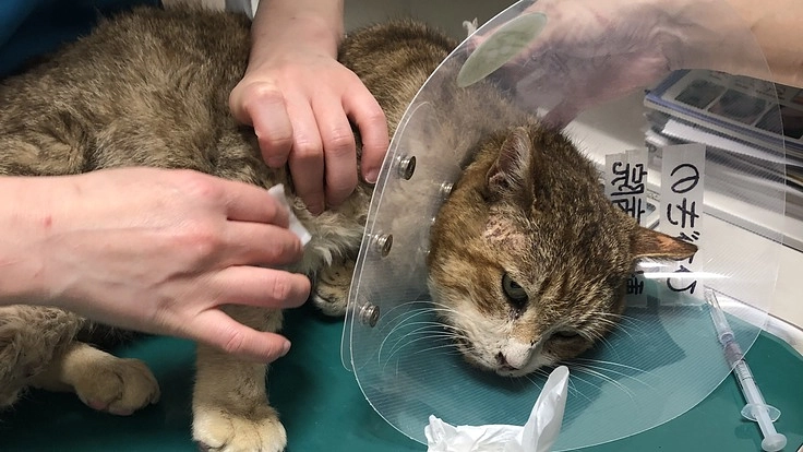 増え続ける保護猫達が1匹でも多く安住できる場所を作ってあげたい。