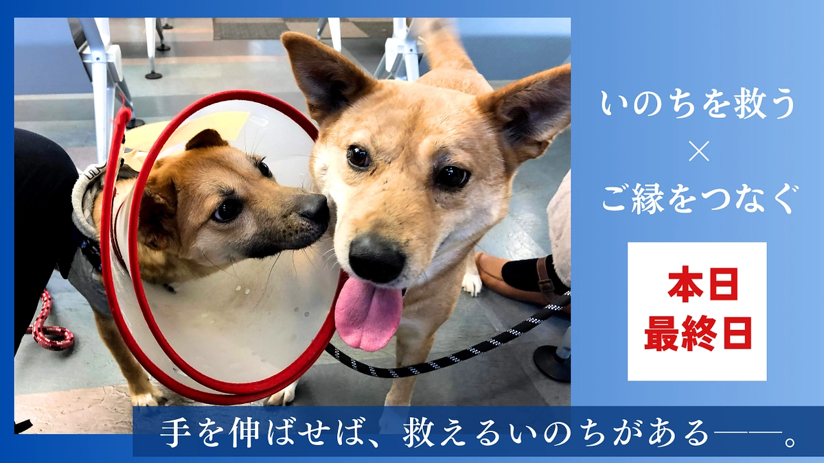 【本日最終日｜ご支援は23時まで】最後のご支援をお願いいたします！