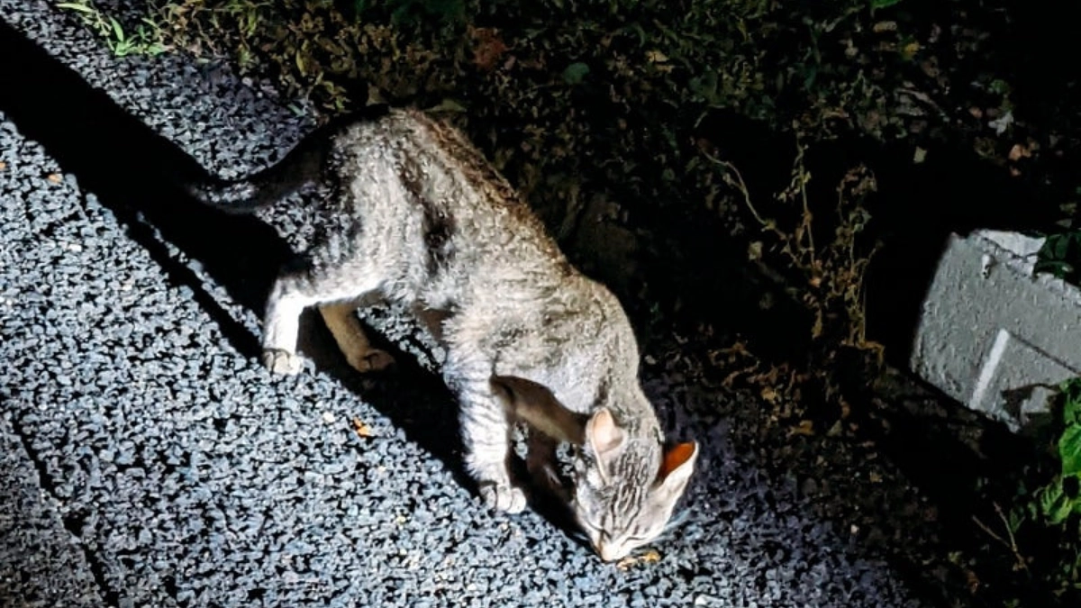 【残り14日！ネクストゴールまであと29万円】生まれたばかりの子猫の話。不幸な命は産ませたくない。