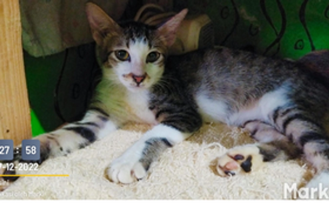 【リターン不要な方向け】感謝のコース