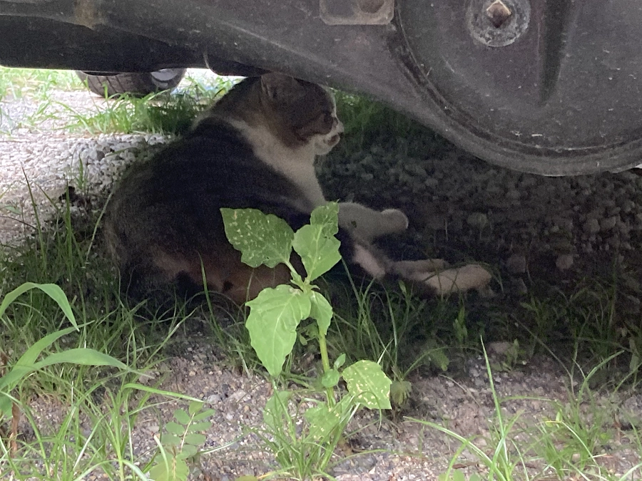 外猫が何頭いるか確認すること