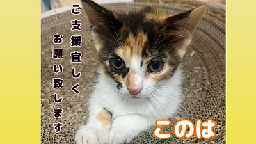 トライアル直前に難病FIP発症！子猫の命を繋げたい のトップ画像