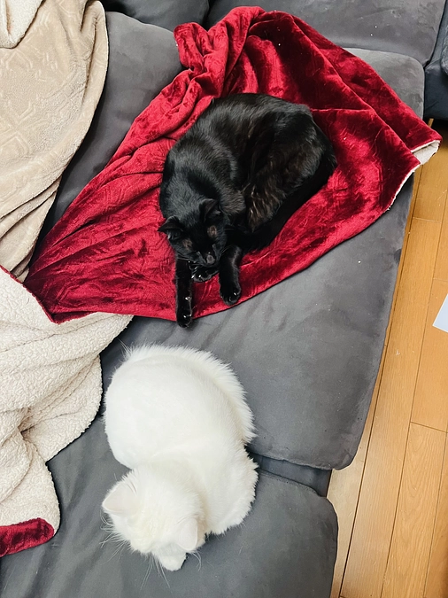 ねむ眠いクロたん