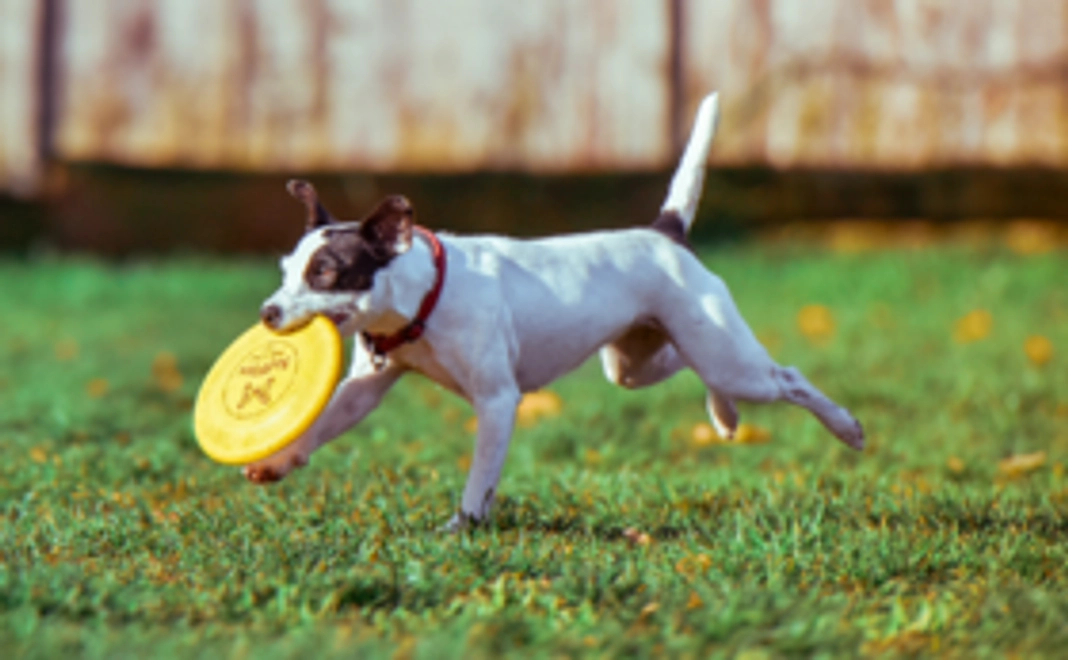 ノーリードで自由に走ろう!ドッグランサービス券