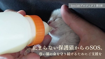 【第5弾】止まらない保護猫からのSOS。尊い猫の命を守り続けたい のトップ画像
