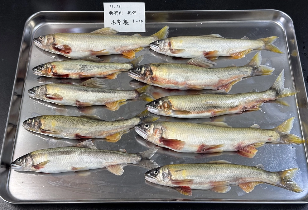 本日は物部川で1回目の落ちあゆ調査です。