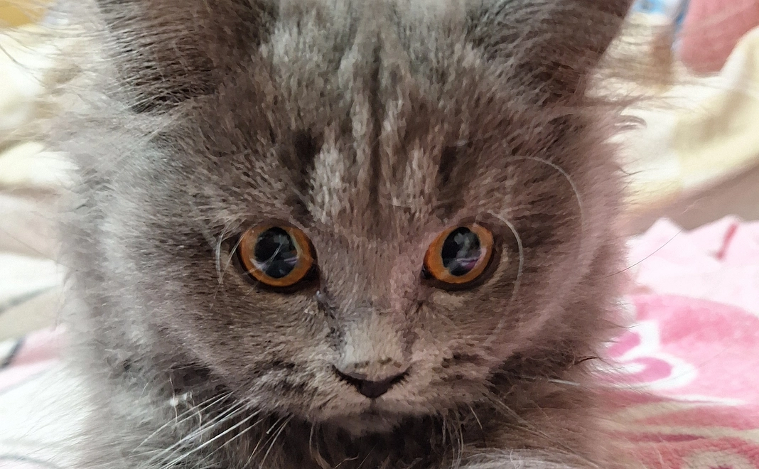 ポンちゃん明日のために7