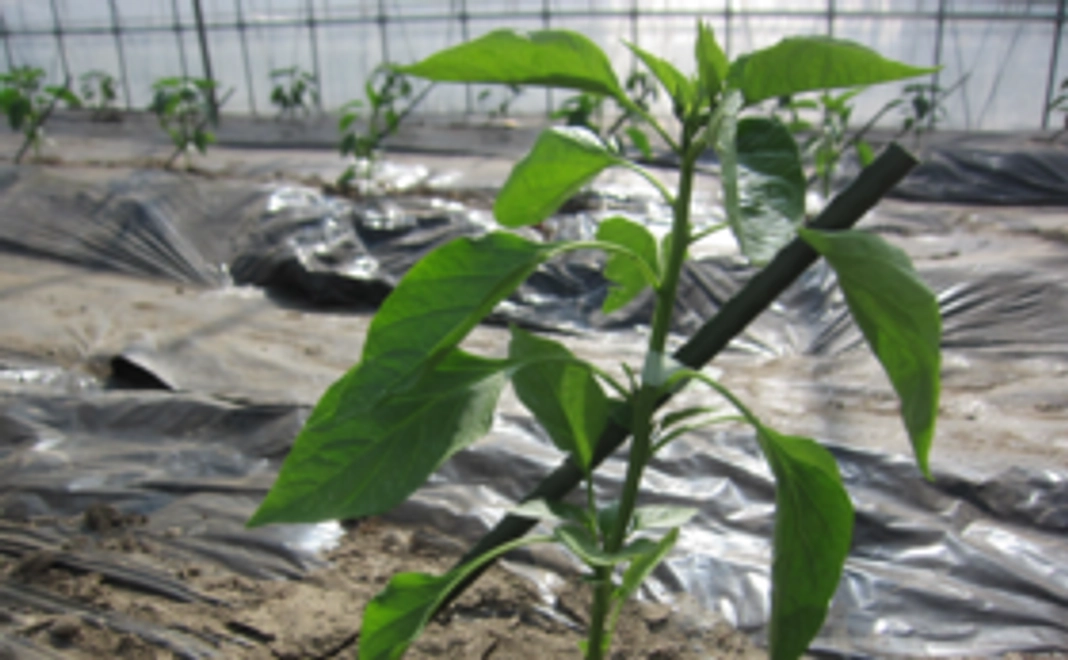 新規就農を応援コース