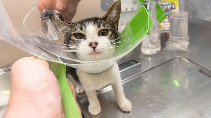 子猫（🌸サクラ🌸）の腎臓摘出手術費のご支援をお願いいたします。