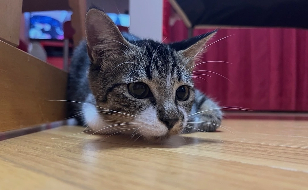 全力応援コース!5,000円