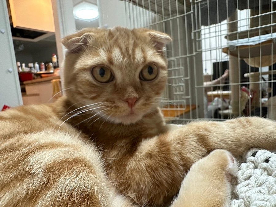 むぎ姉の心配をするふう