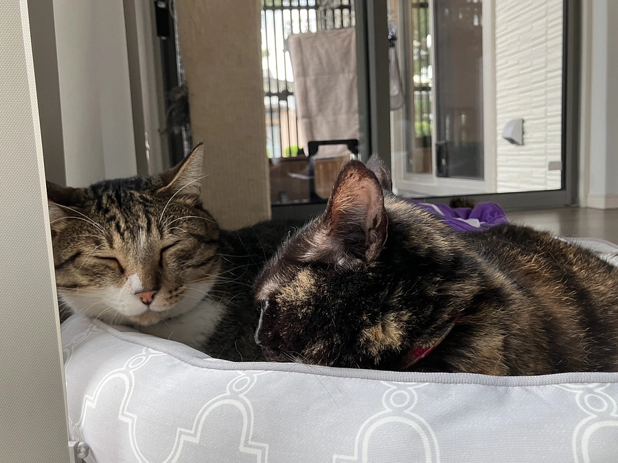 ふうま病院へ。シンバ君&すずちゃんトライアル出発とその他ご報告