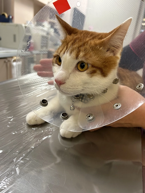 血液検査の結果です。