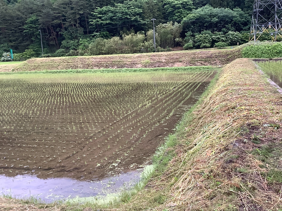 田植えまで終わりました