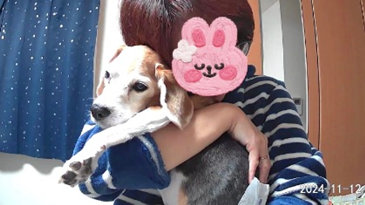 11/13 延命処置ではない緩和治療とちびっこの余命。