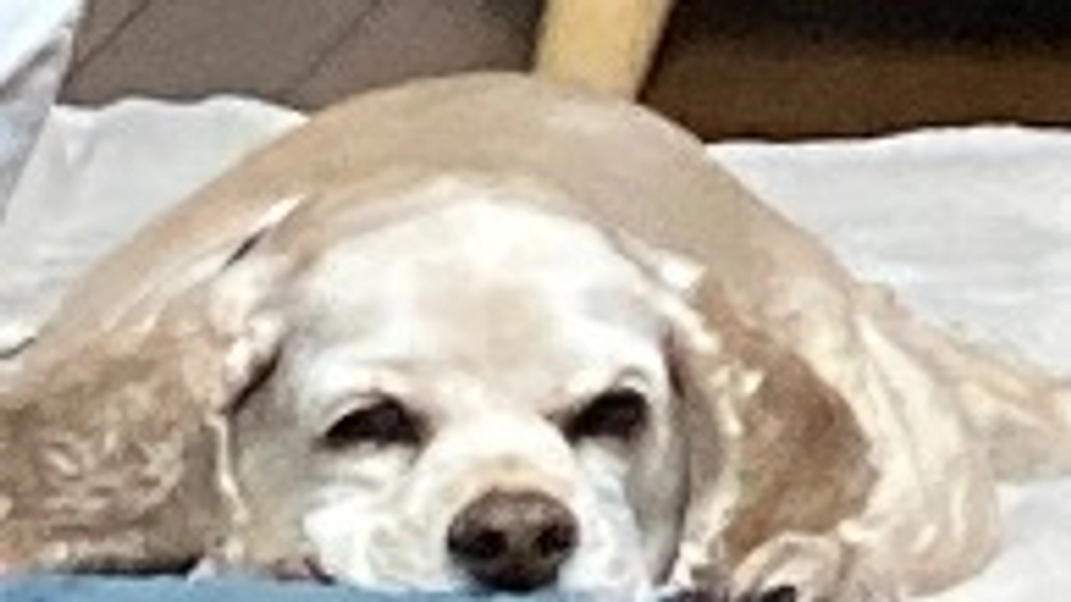 あと26日しかありません　ロレンツア助ける為応援お願い致します