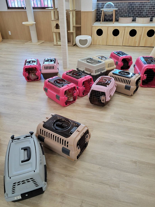 月末までには、営業許可がおりると信じて本日、新しい店舗に猫達を移動させました。