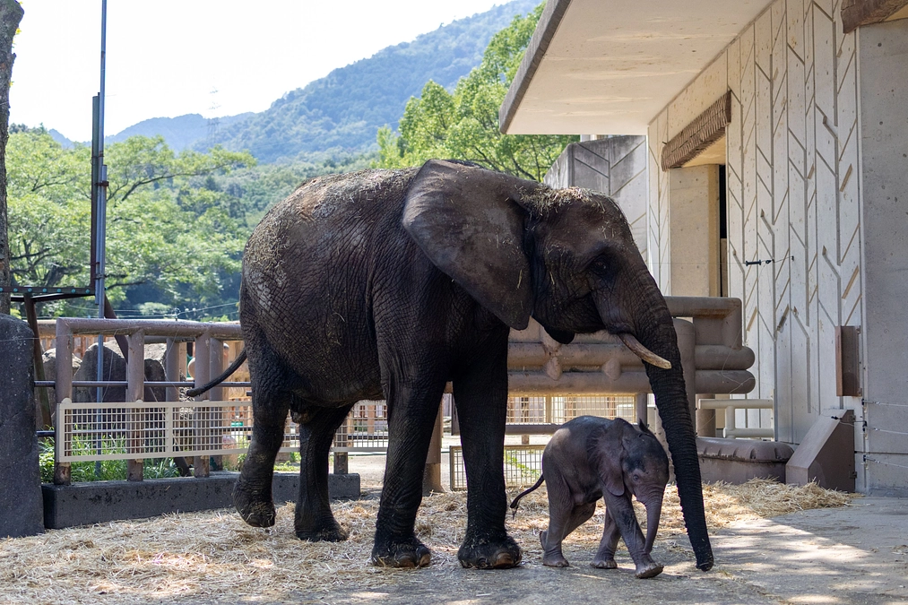 【ご報告】体重計が納品され、体重が量れるようになりました