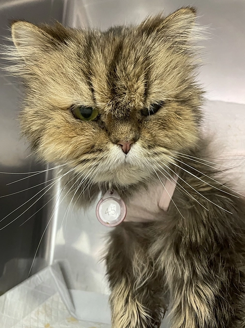 モネちゃんの旅立ちと、移動手術車への願い