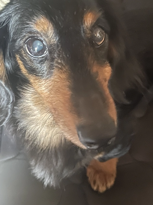 4月11日　今日のクゥ