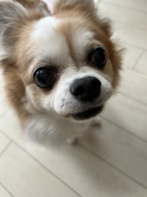 皮下点滴が毎日に逆戻り