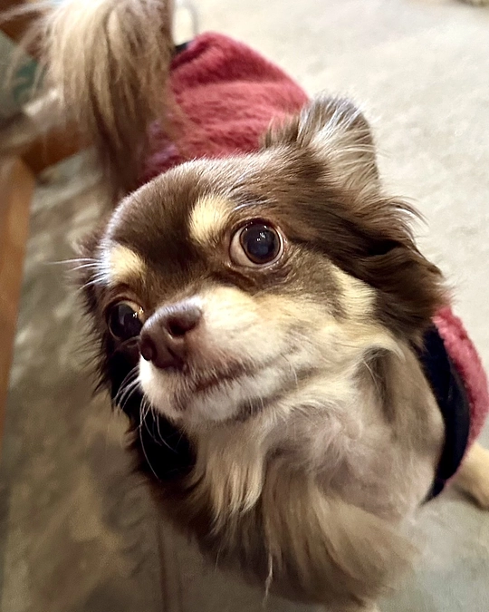 2024/1/16 残り12日 これまでの手術通院費用を掲載いたします